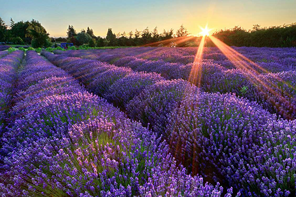 Sequim Lavender Festival